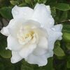 akapoor39